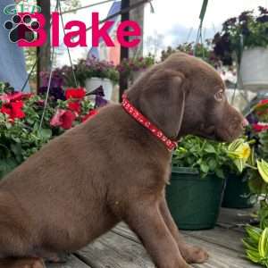 Blake, Chocolate Labrador Retriever Puppy
